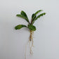 BUCEPHALANDRA MARBLE VARIGATA
