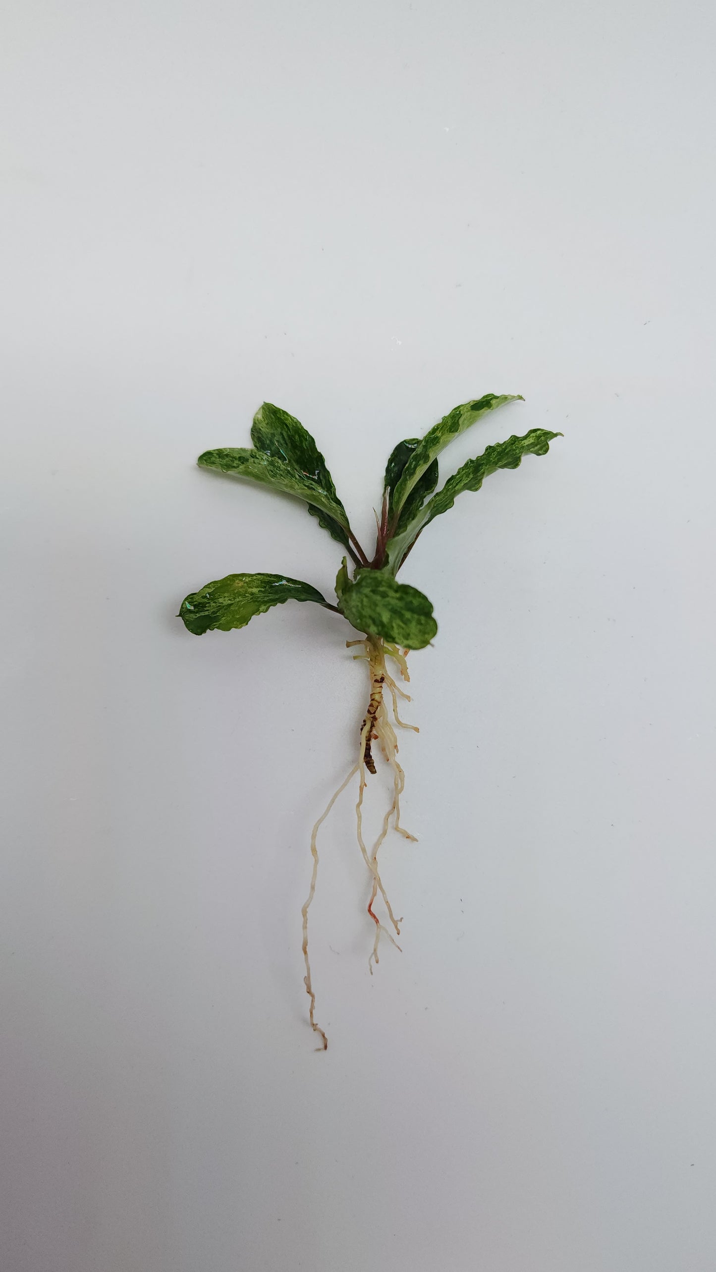 BUCEPHALANDRA MARBLE VARIGATA