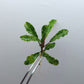 BUCEPHALANDRA MARBLE VARIGATA