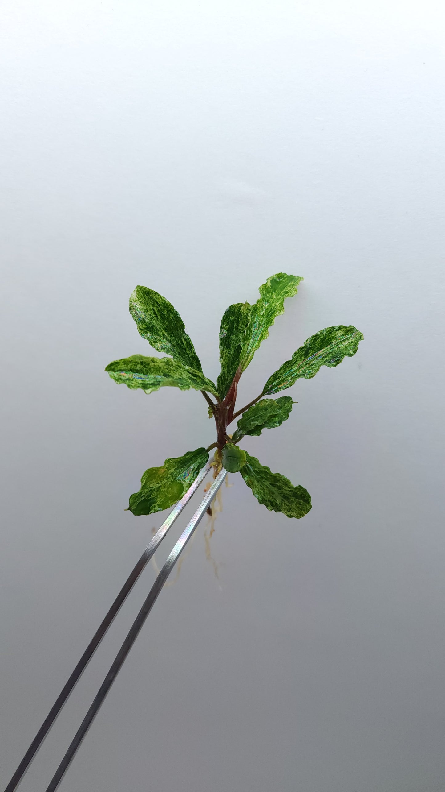 BUCEPHALANDRA MARBLE VARIGATA