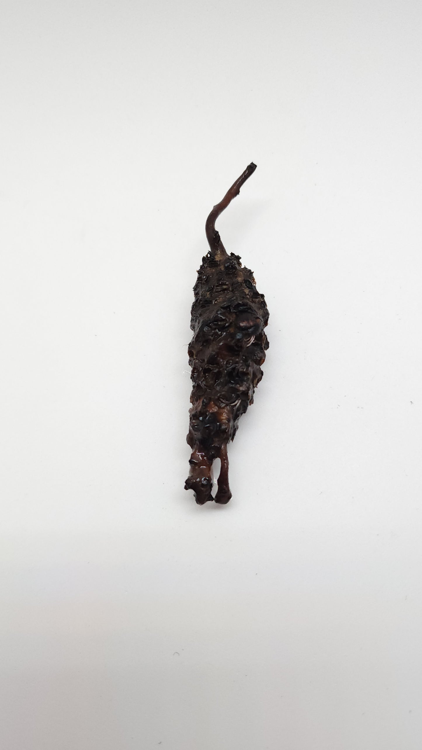 Barclaya longifolia Red bulb