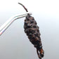 Barclaya longifolia Red bulb