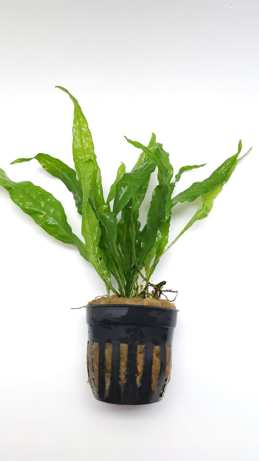 Microsorum pteropus var. soft