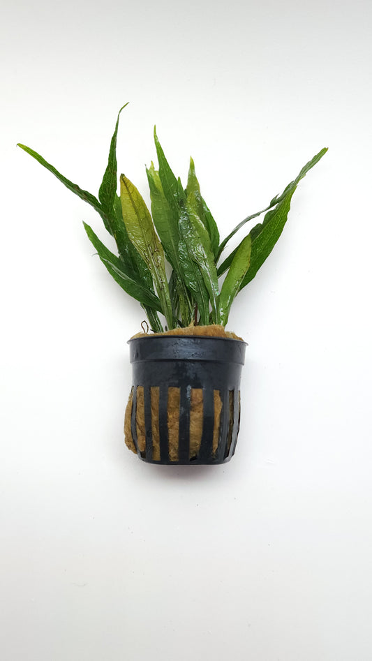 Microsorum pteropus black forest