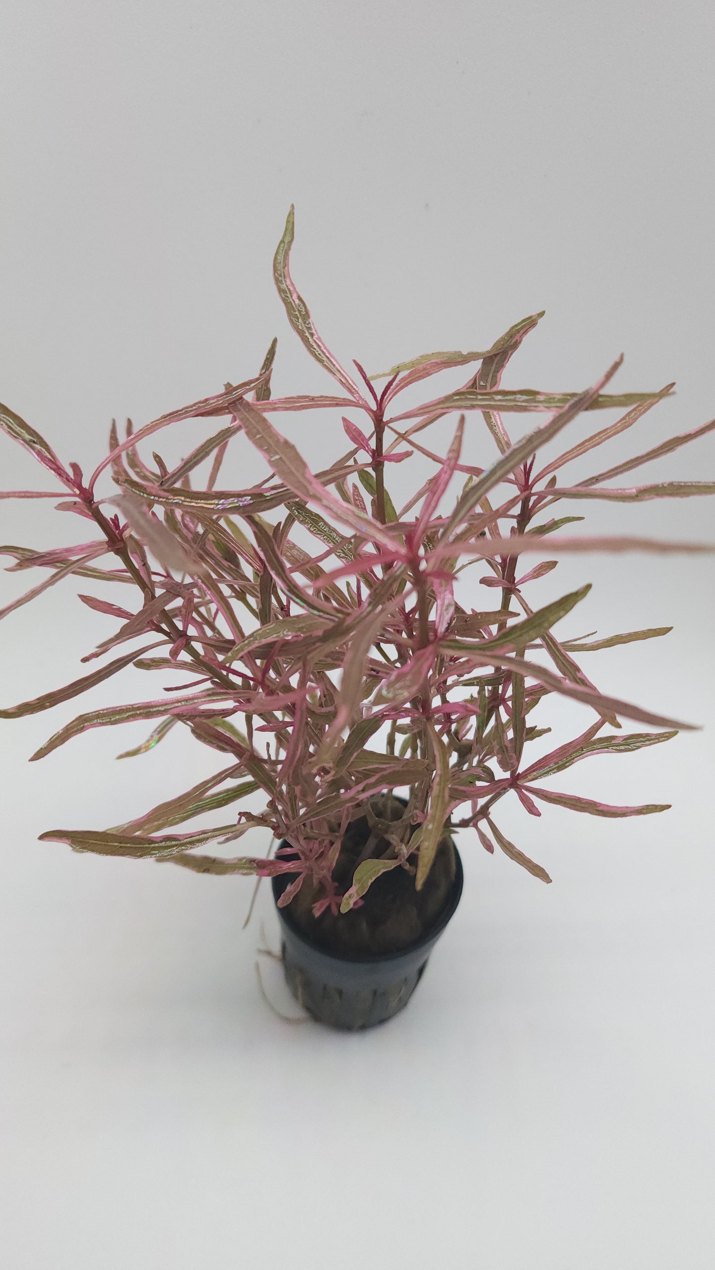 Hygrophila Chai