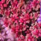 Ludwigia senegalensis (guinea)