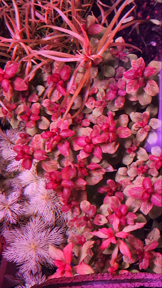 Ludwigia senegalensis (guinea)