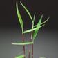 Poaceae sp purple bamboo
