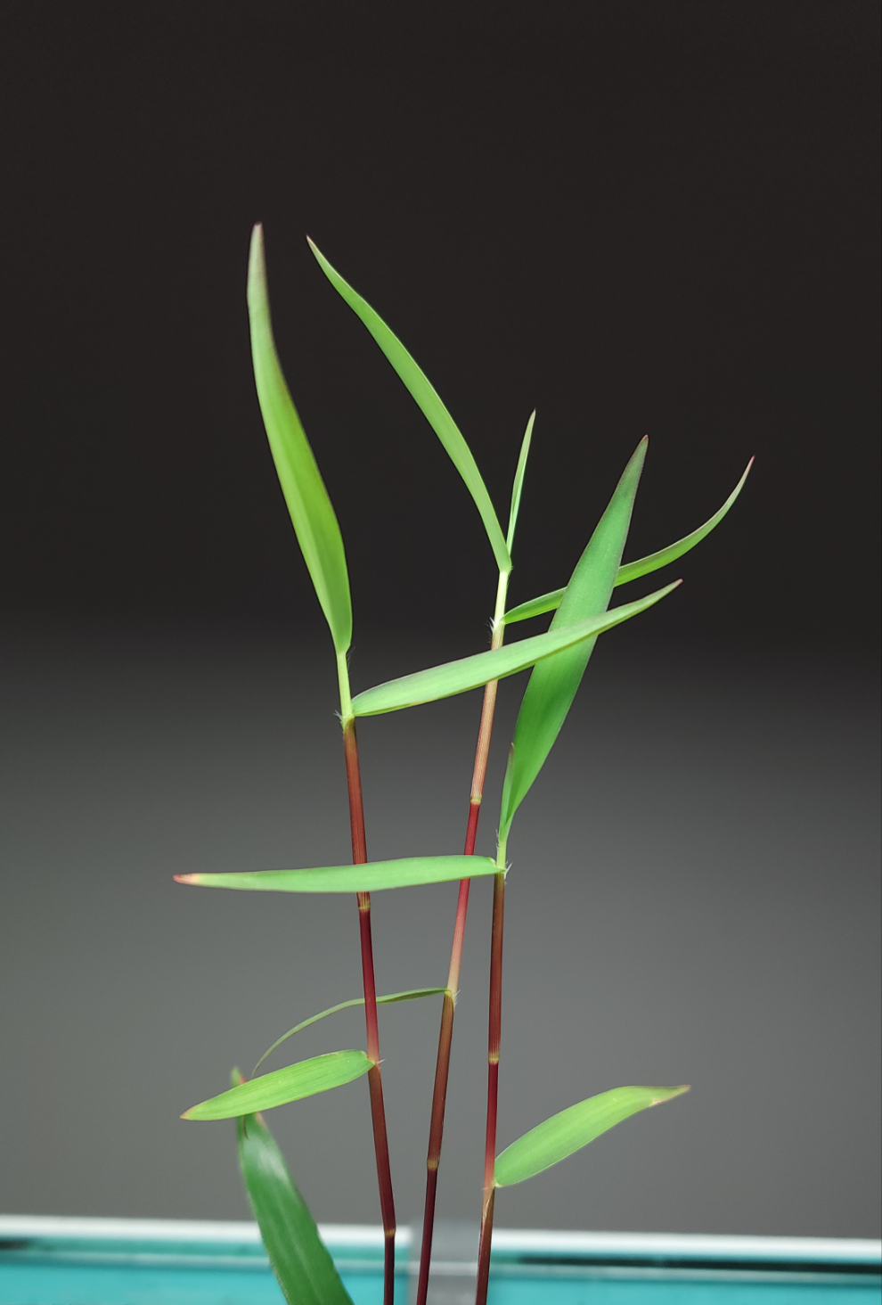 Poaceae sp purple bamboo