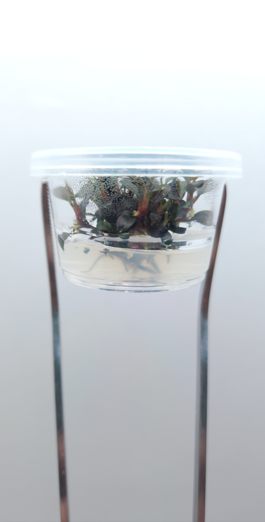 BUCEPHALANDRA BROWNIE GHOST T/C [Small] CUP