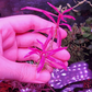 Hygrophila Chai