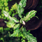 BUCEPHALANDRA MARBLE VARIGATA