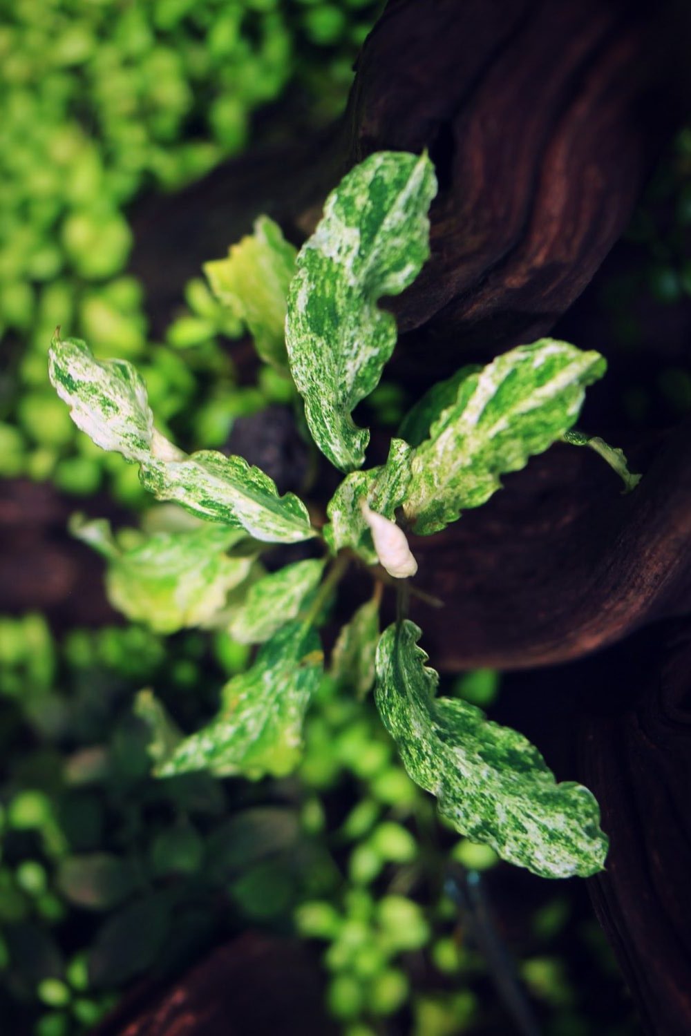 BUCEPHALANDRA MARBLE VARIGATA