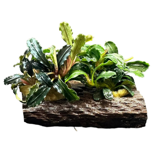 BUCEPHALANDRA DWARF MIX