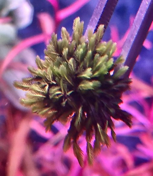 Fissidens Bucephalandra