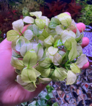Anubias Barteri Broad White