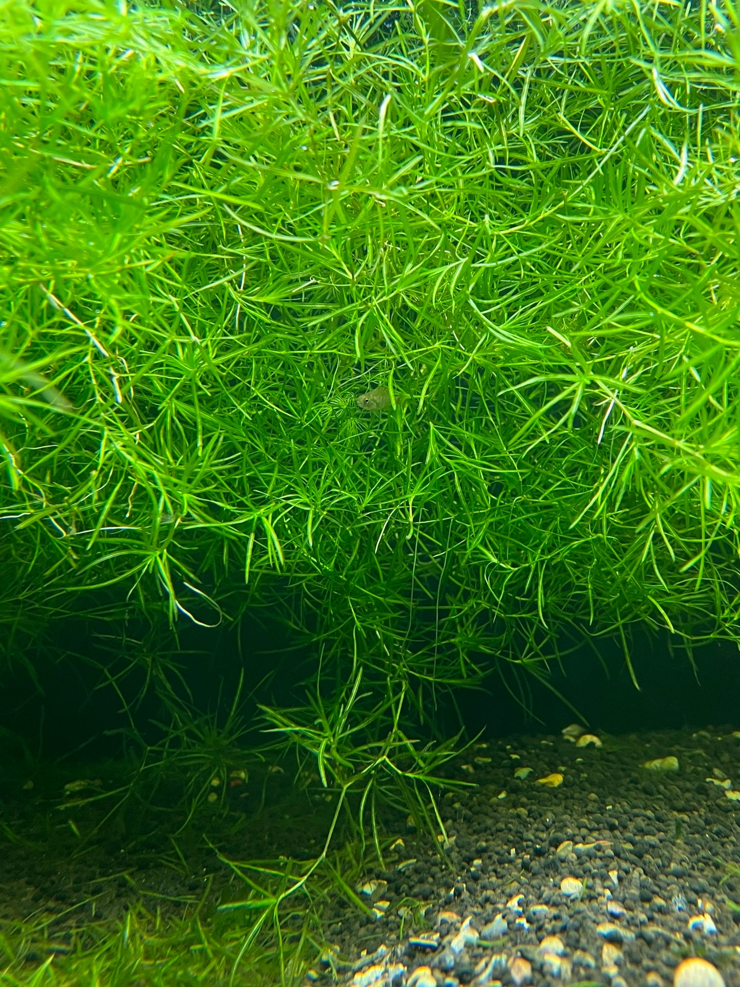 Najas Guadalupensis (Guppy grass)