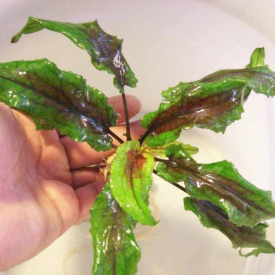 Cryptocoryne Green Gecko