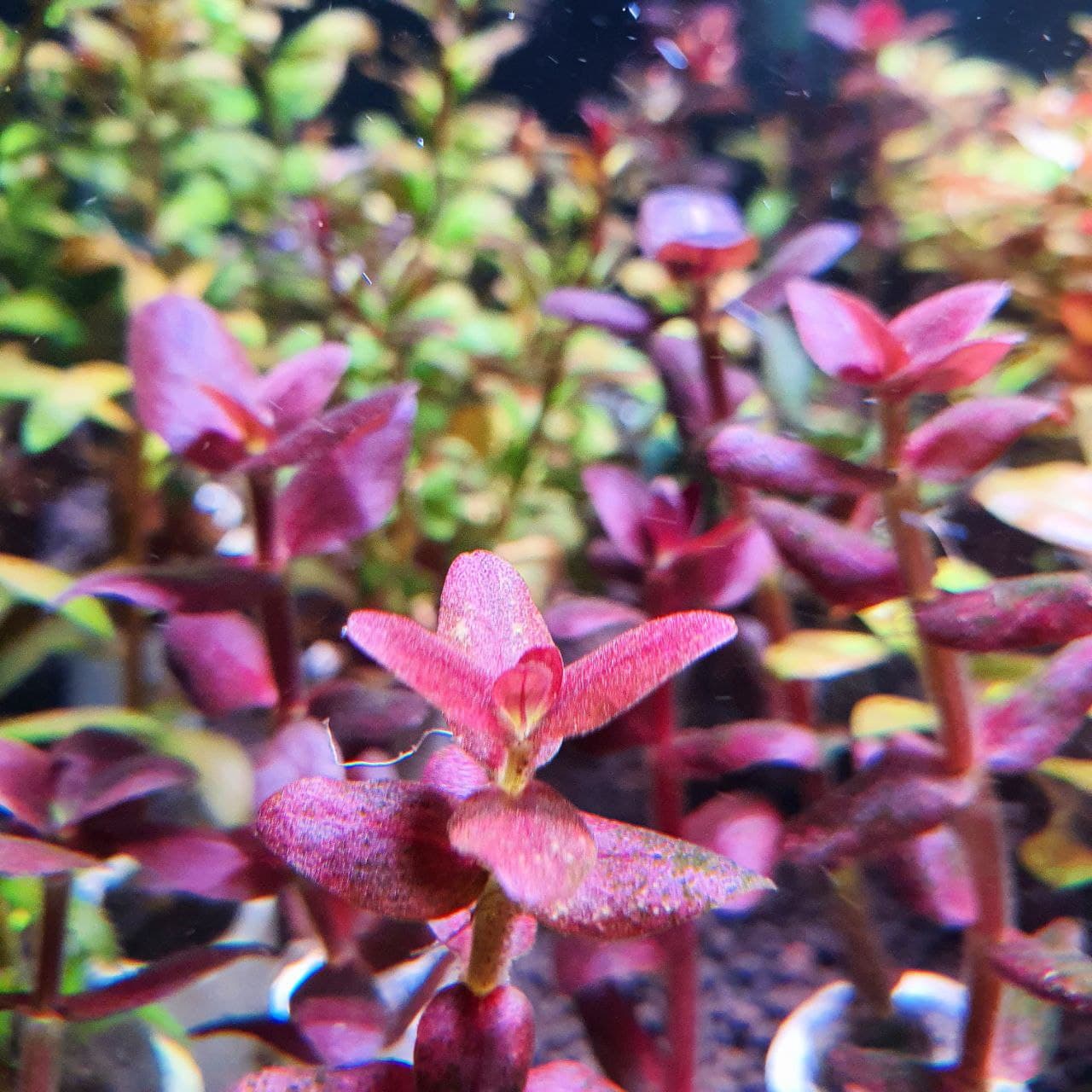 Bacopa salzamannii purple sg variant