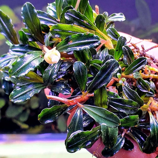 BUCEPHALANDRA SP. BROWNIE ADINDA