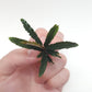 BUCEPHALANDRA CATHERINAE RED