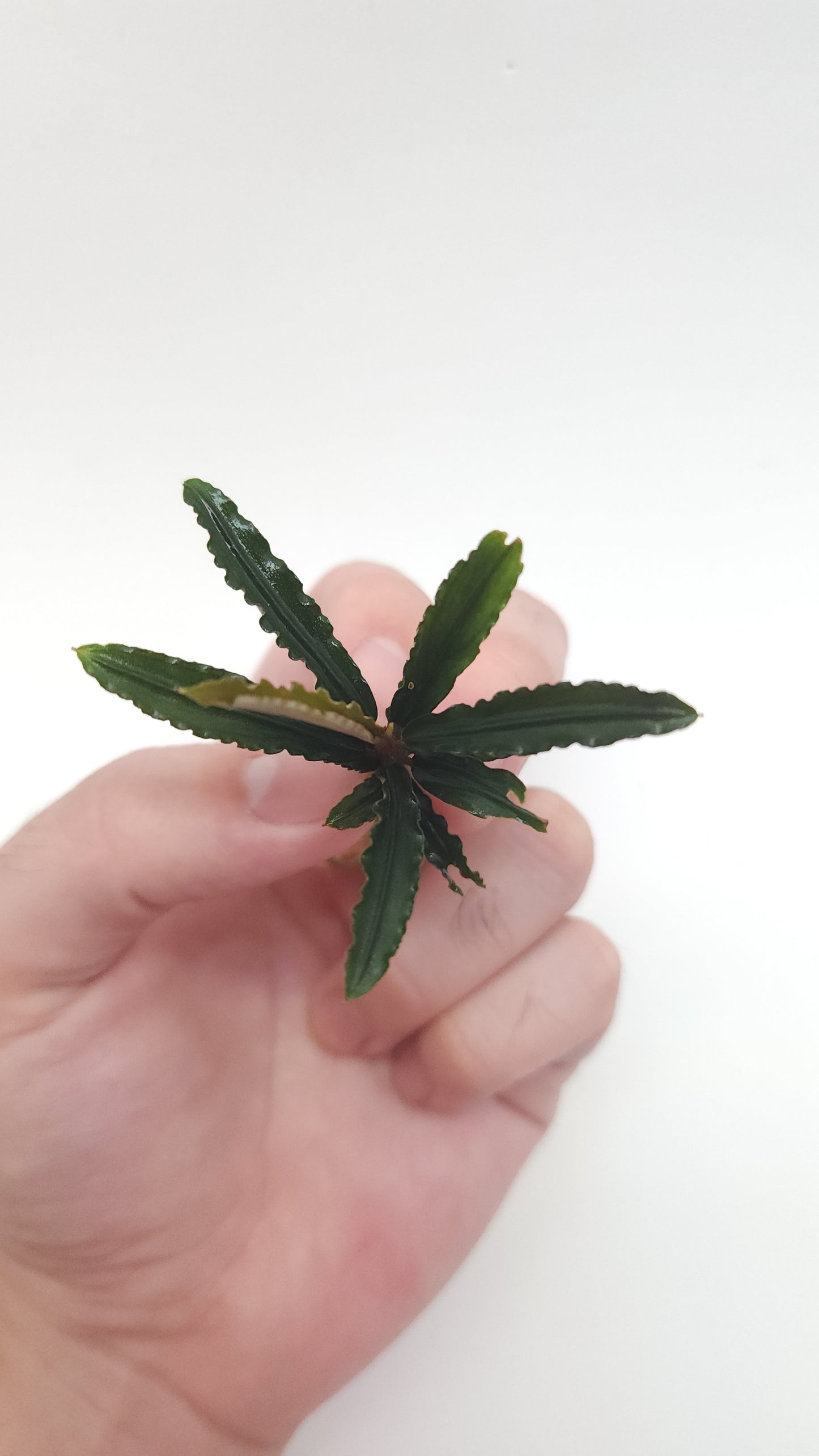 BUCEPHALANDRA CATHERINAE RED