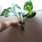 Anubias barteri broad leaf Extra Large