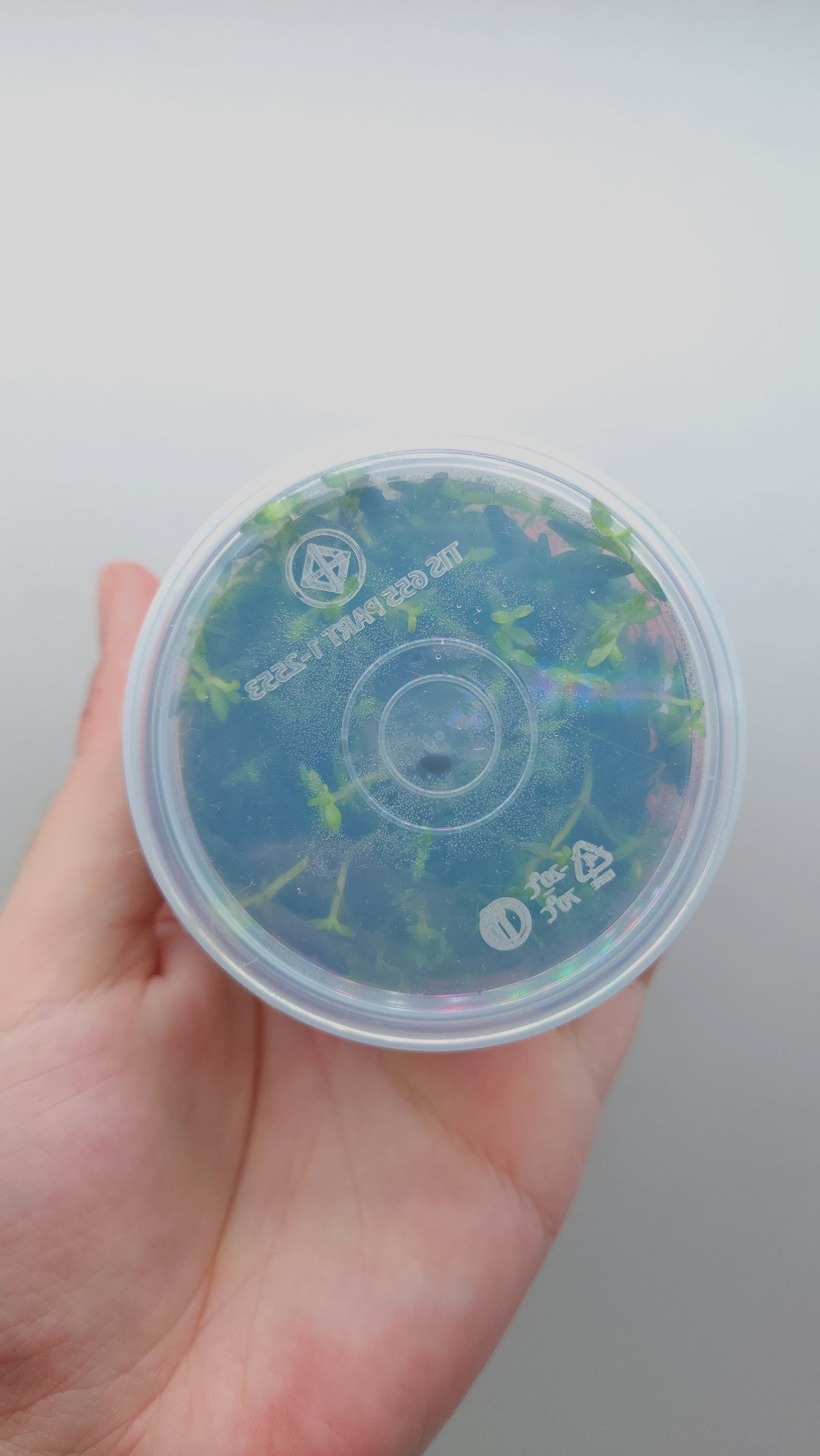 Bacopa salzmannii Purple T/C CUP