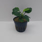 Anubias Barteri Round (Golden Coin)