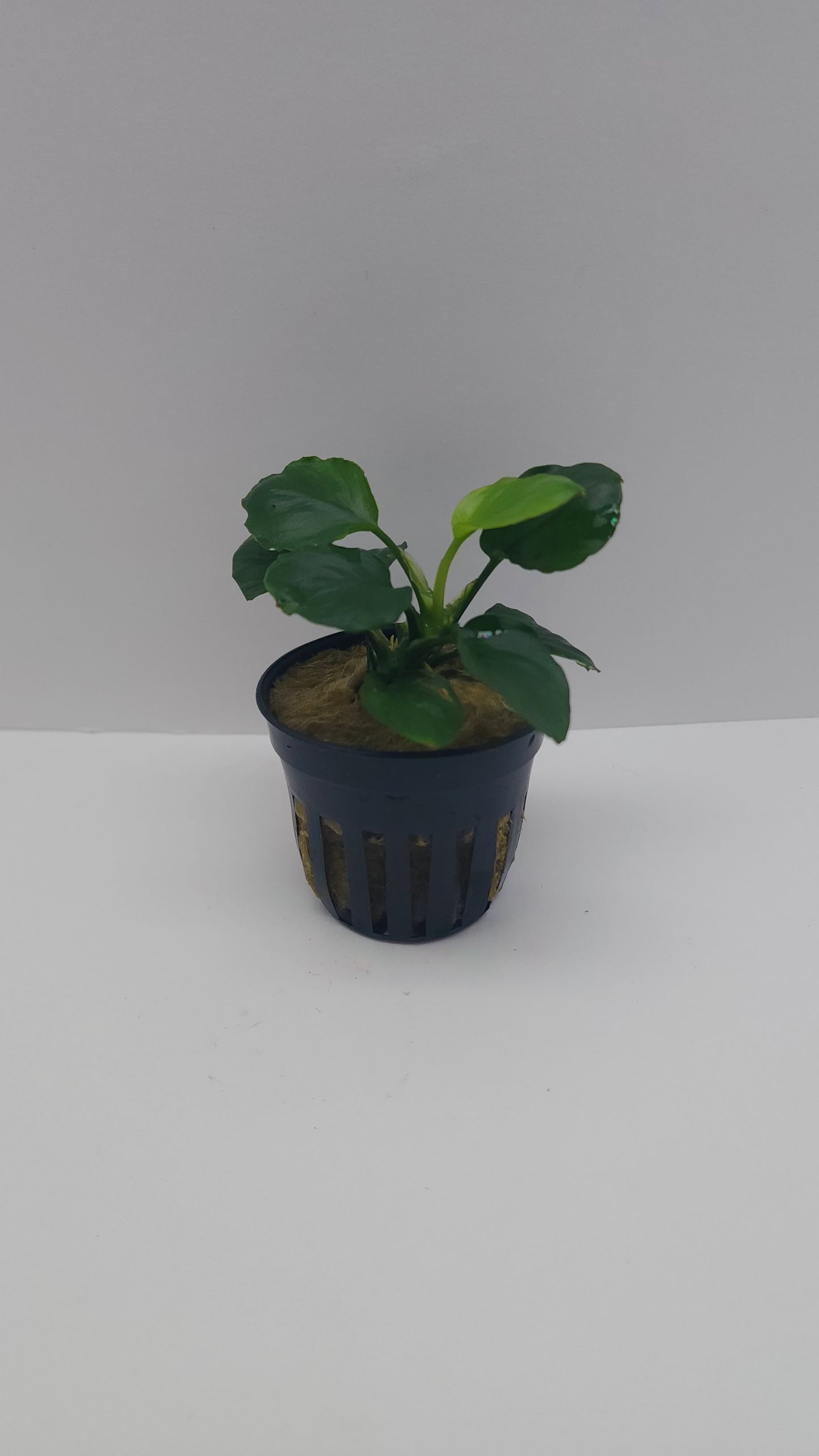 Anubias Barteri Round (Golden Coin)