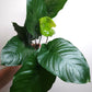 Anubias barteri broad leaf Extra Large