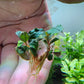 BUCEPHALANDRA PANDORA QUEEN