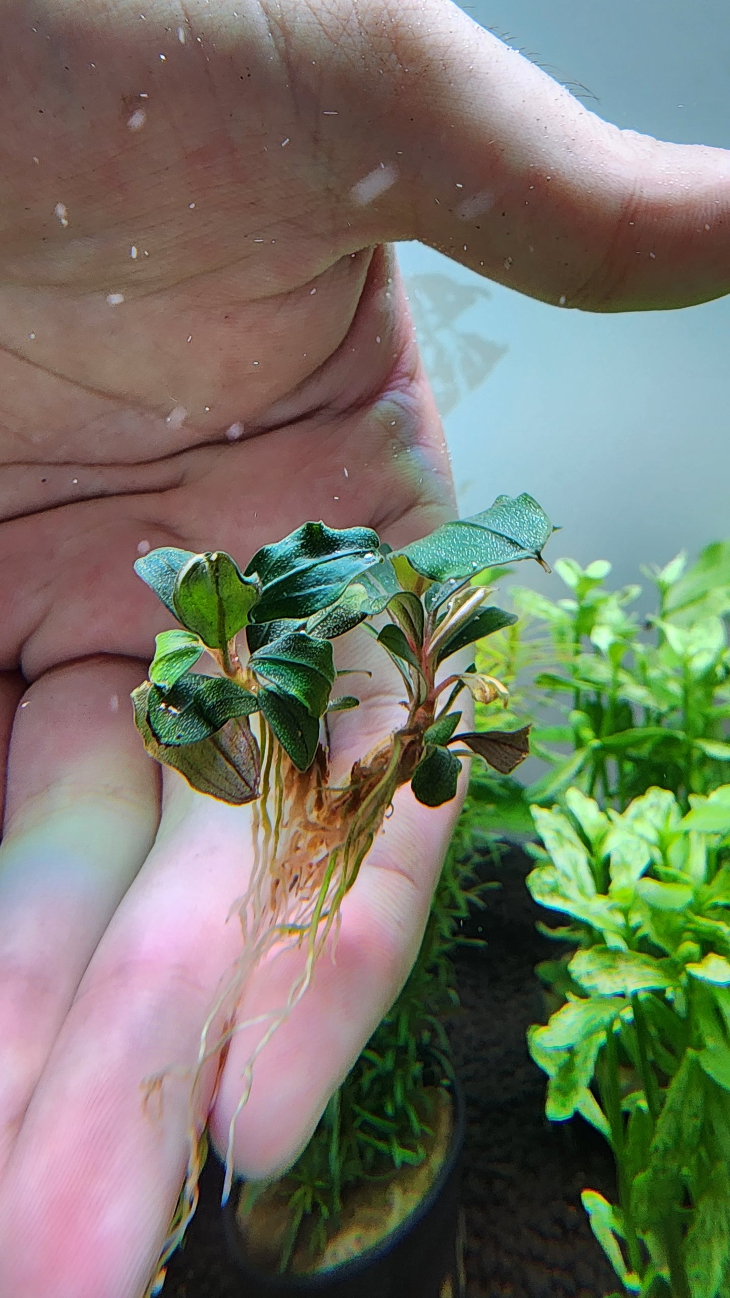 BUCEPHALANDRA PANDORA QUEEN