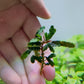 BUCEPHALANDRA SP. TITAN