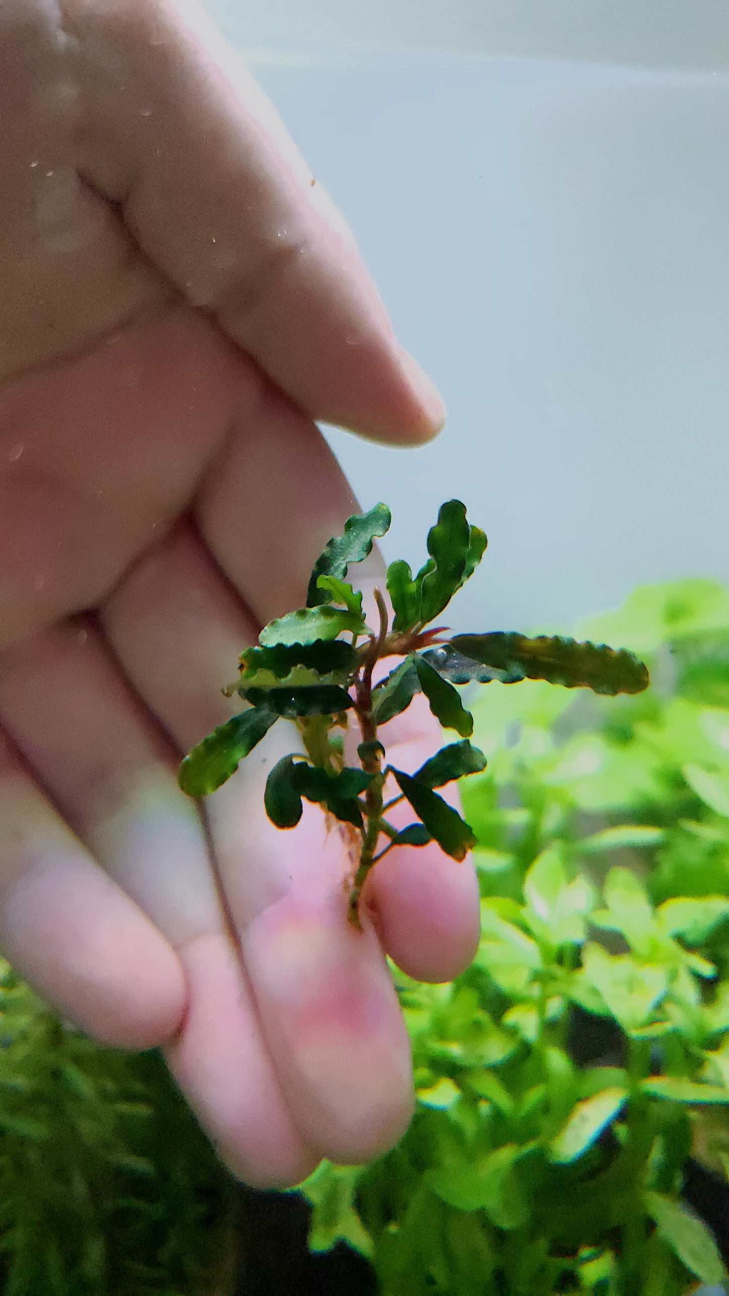 BUCEPHALANDRA SP. TITAN