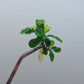 BUCEPHALANDRA SP. GREEN WAVY