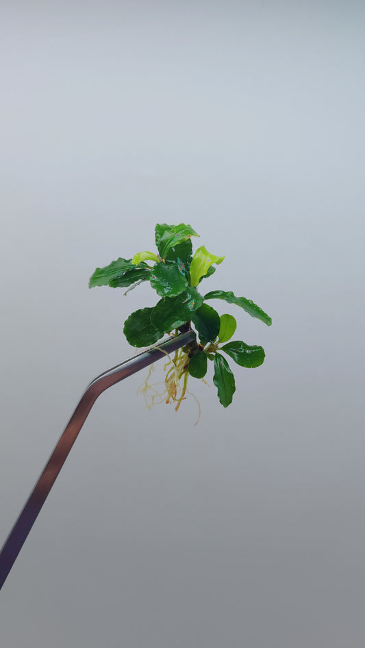 BUCEPHALANDRA SP. GREEN WAVY