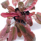 Cryptocoryne Wendtii Flamingo