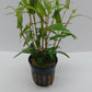 Persicaria praetermissum