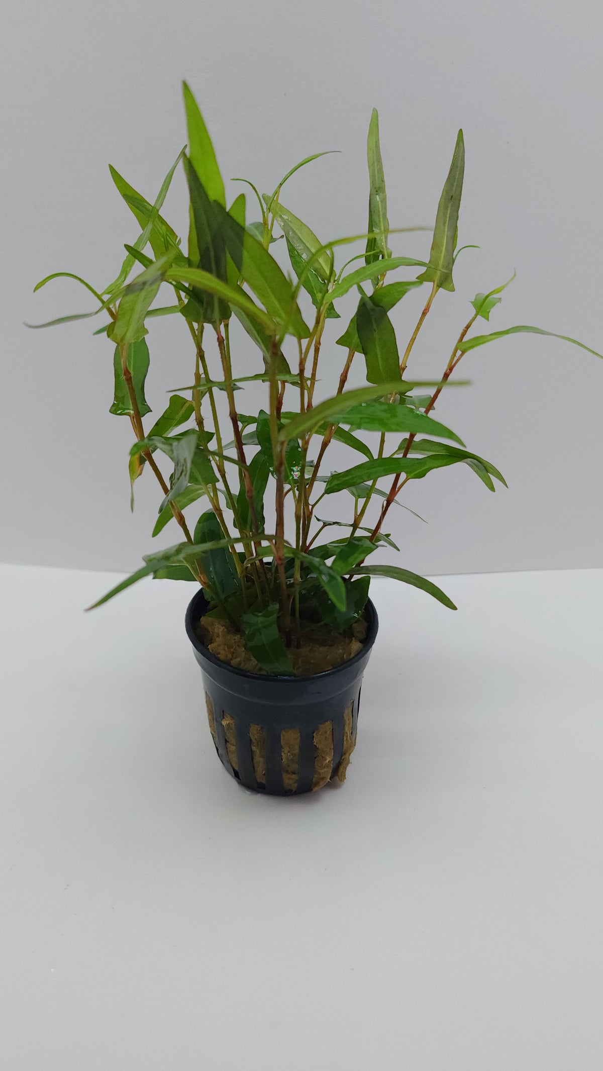 Persicaria praetermissum