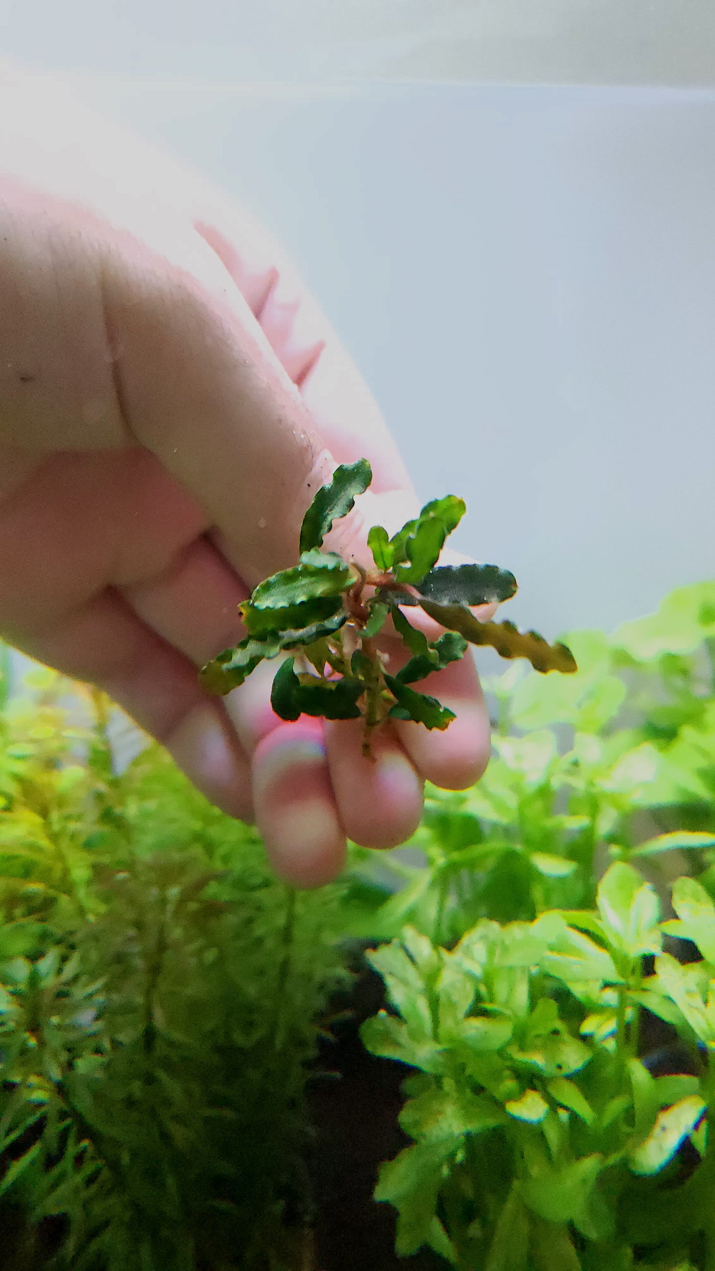 BUCEPHALANDRA SP. TITAN
