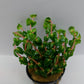 Rotala macrandra pearl
