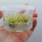 Cryptocoryne Green Gecko T/C CUP