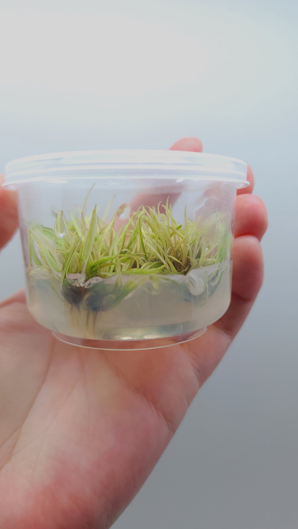 Cryptocoryne Green Gecko T/C CUP