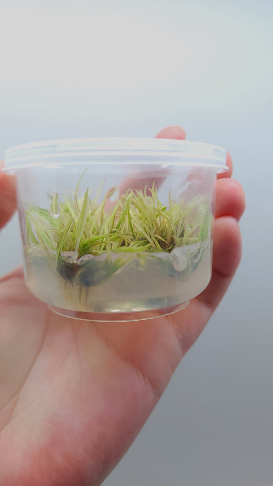 Cryptocoryne Green Gecko T/C CUP