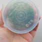 Lilaeopsis novae-zelandiae T/C CUP