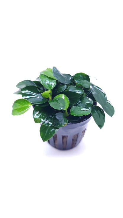 Anubias Nana petite