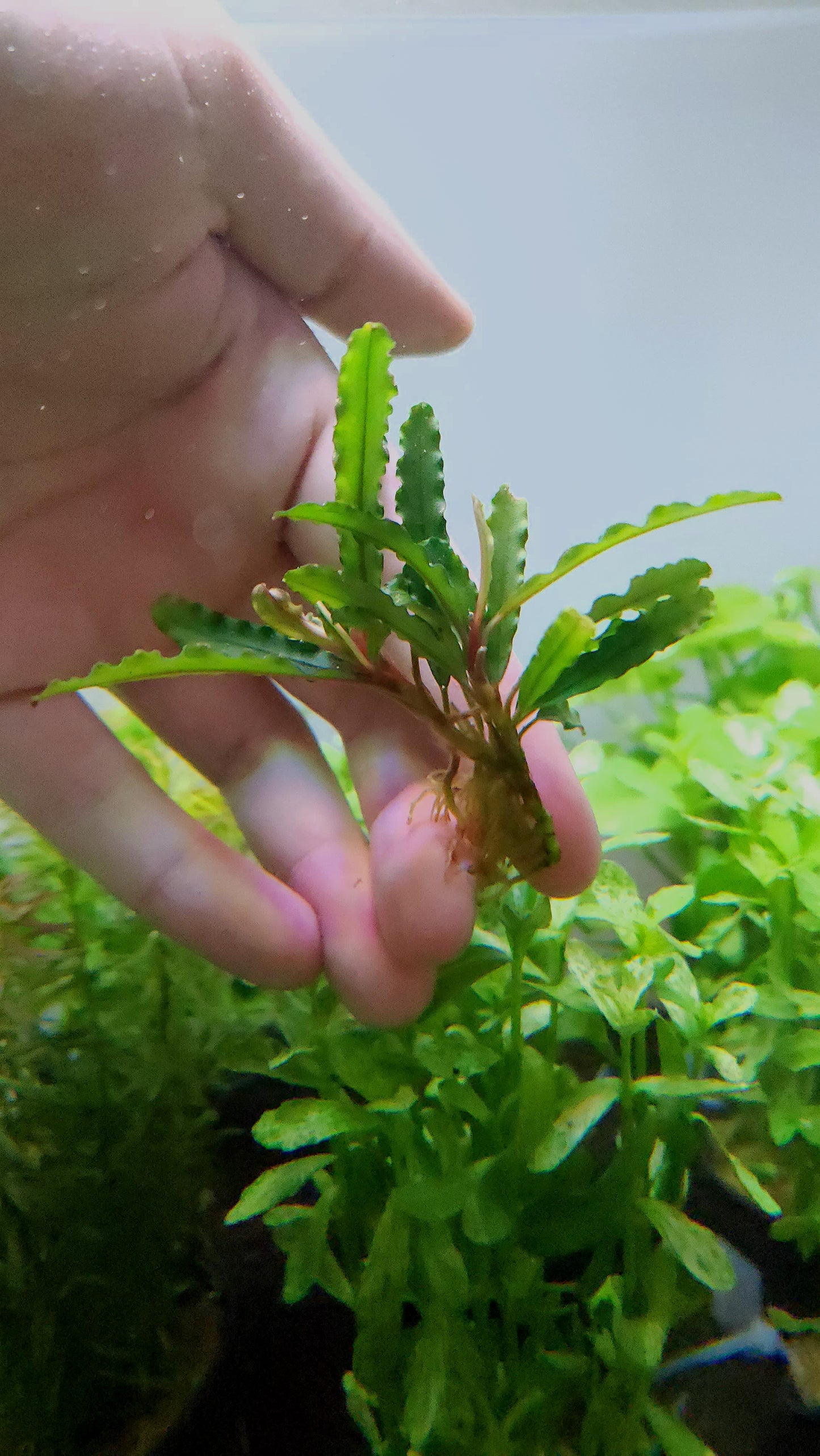 BUCEPHALANDRA CATHERINAE