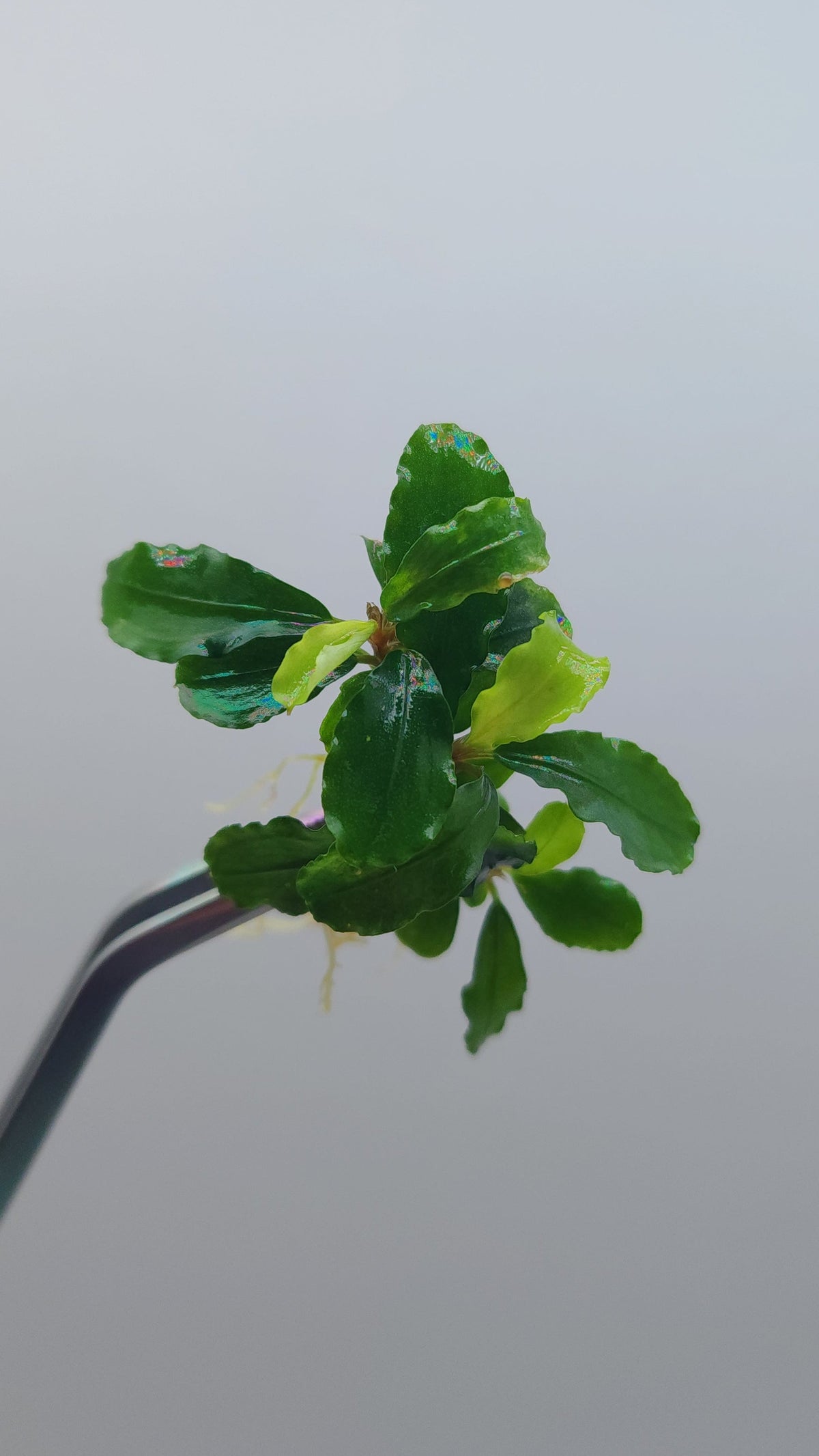 BUCEPHALANDRA SP. GREEN WAVY
