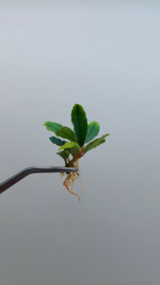 BUCEPHALANDRA PINA